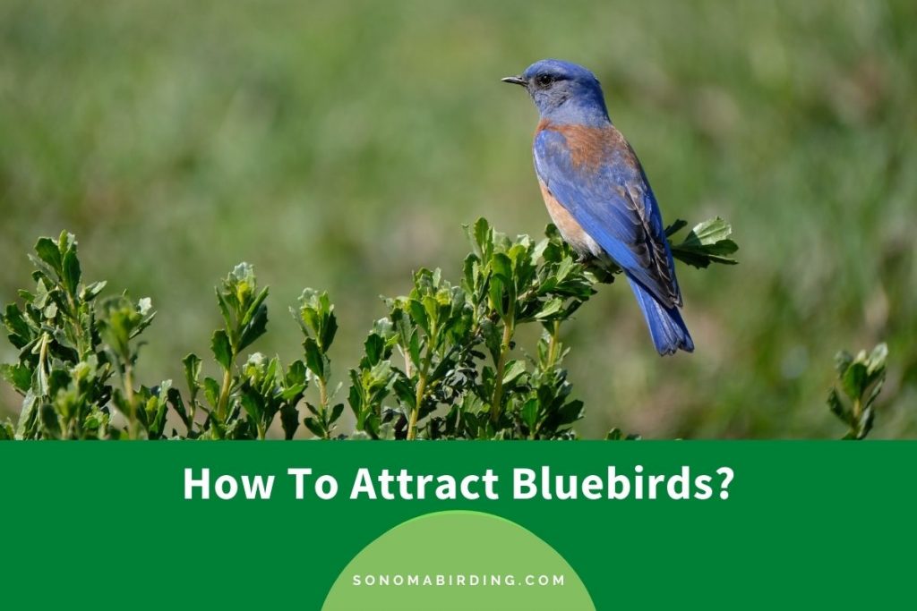 how many bluebirds in dream day wedding game how many bluebirds in dream day wedding game