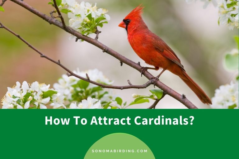 How To Attract Cardinals To Your Backyard? (7 Effective Ways) Sonoma