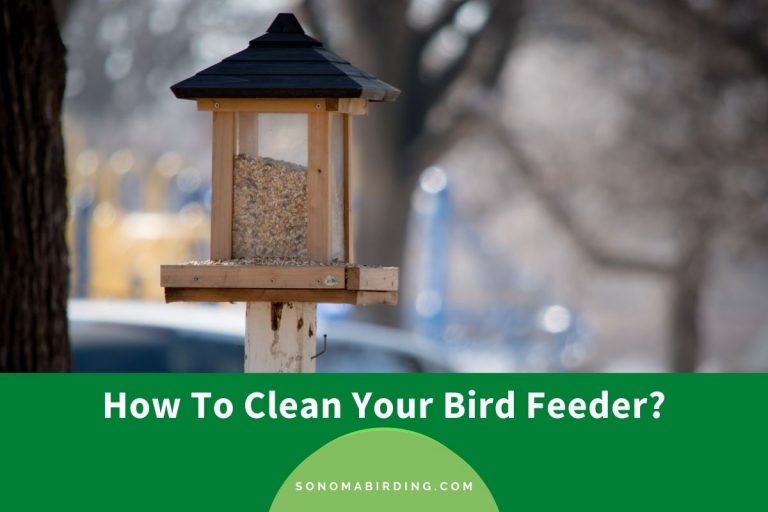 How To Clean Your Bird Feeder Tips And Tricks You Should Know Sonoma Birding