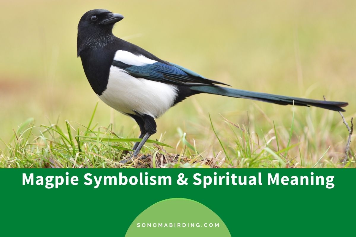 Magpie Symbolism and Spiritual Meaning