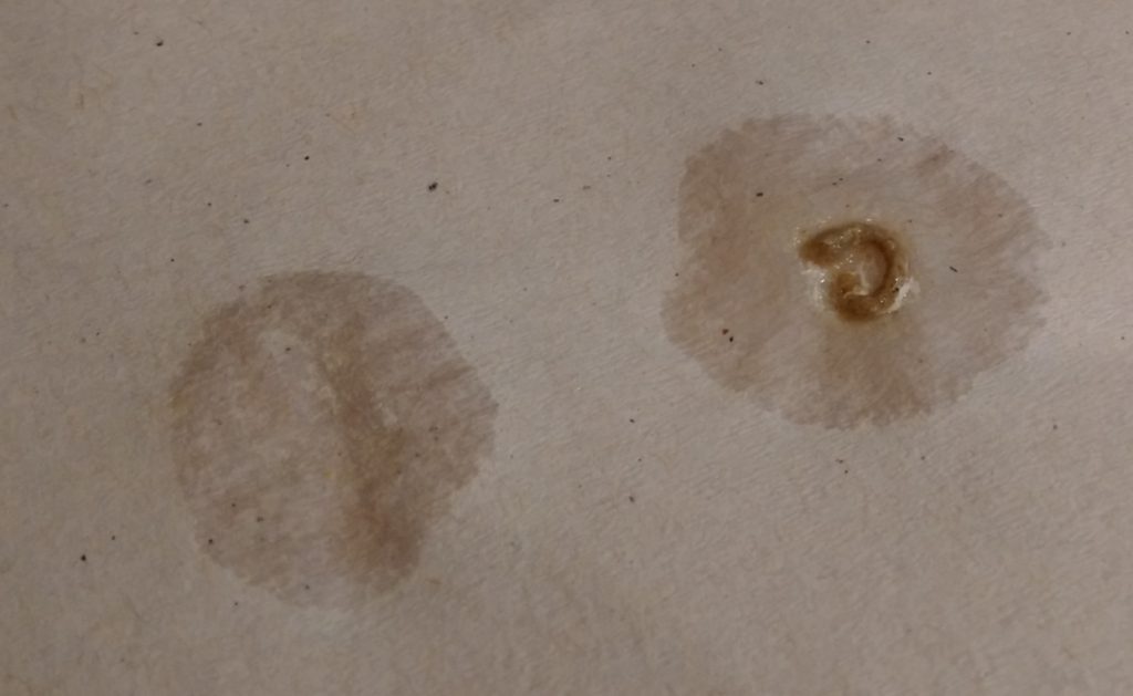 Do Parakeets Pee? Sonoma Birding