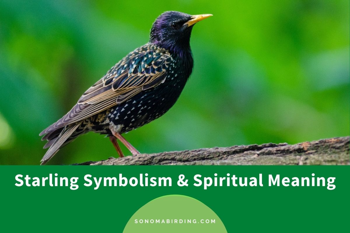 Starling symbolism and spiritual meaning