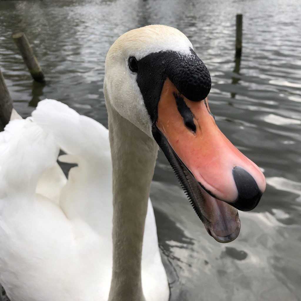 Swan Bill
