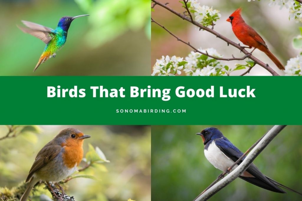 13 Birds That Bring Good Luck Sonoma Birding