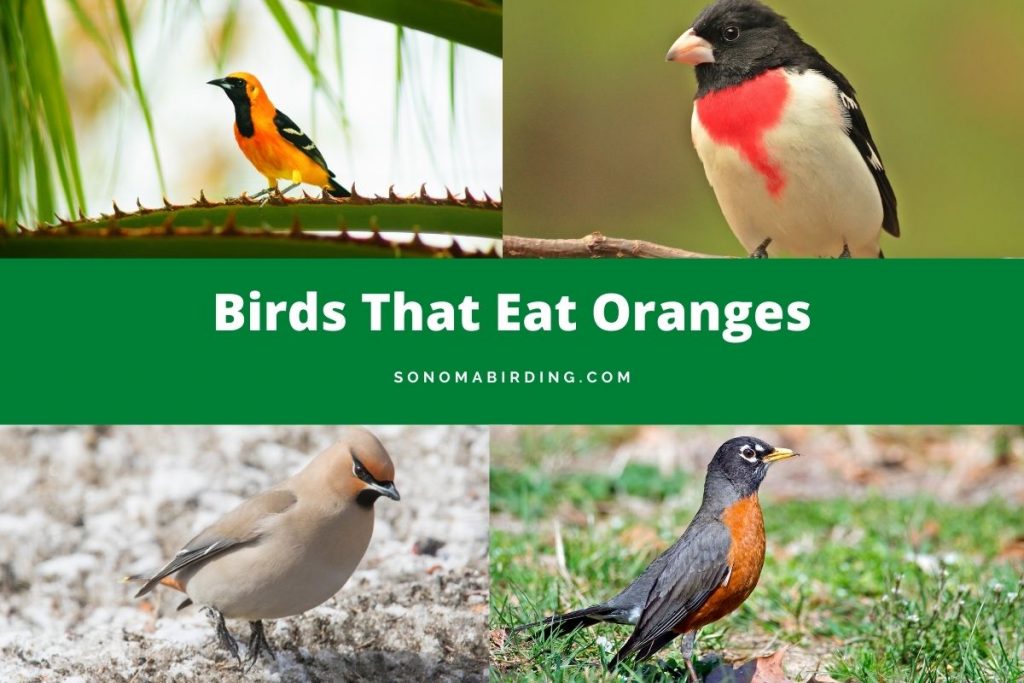 14 Birds That Eat Oranges Sonoma Birding