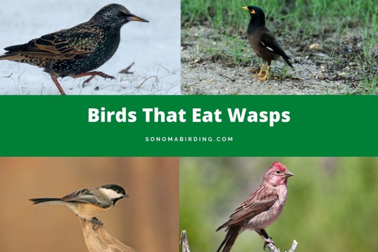 13 Birds That Eat Wasps Sonoma Birding