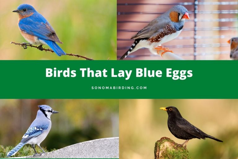 10 Birds That Lay Blue Eggs (Why Does It Happen?) Sonoma Birding