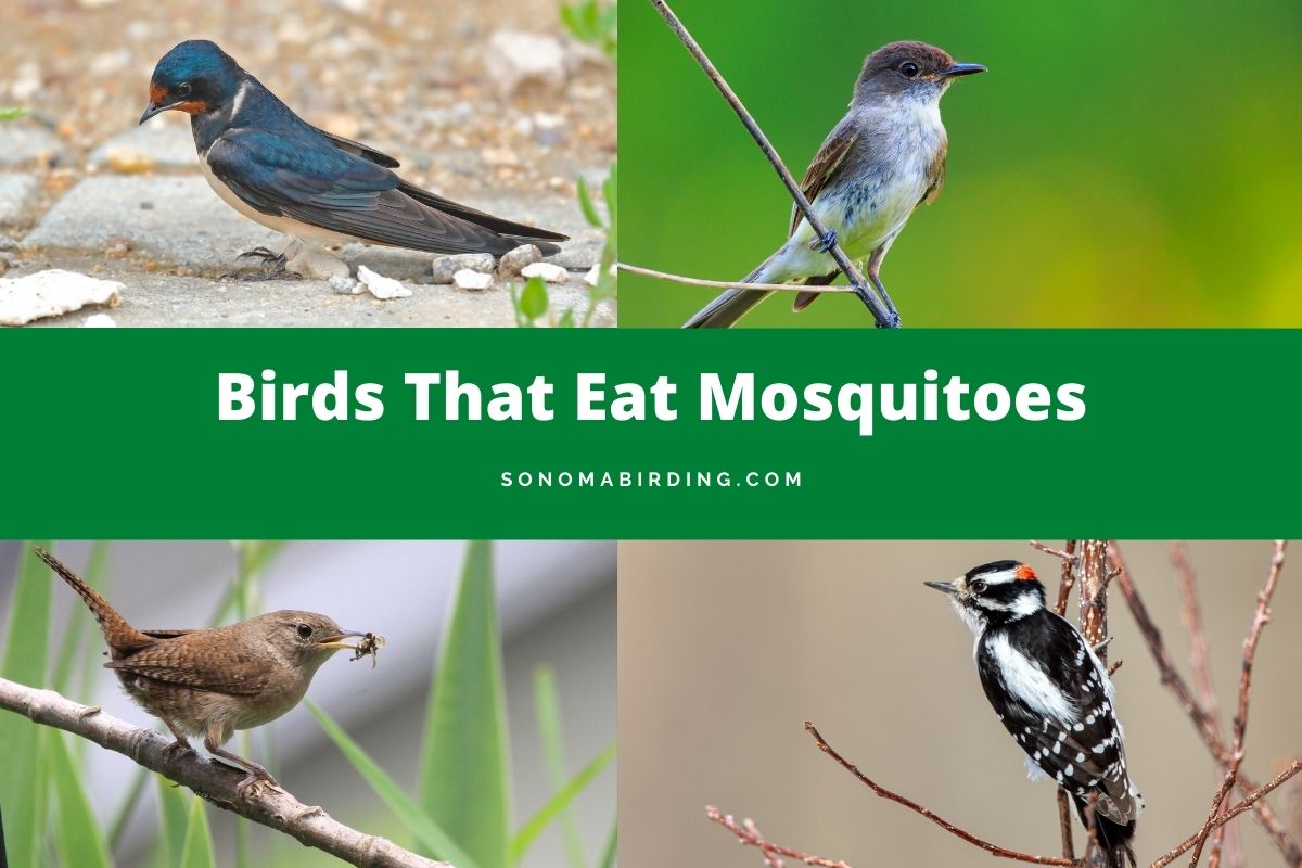 Birds that eat mosquitoes