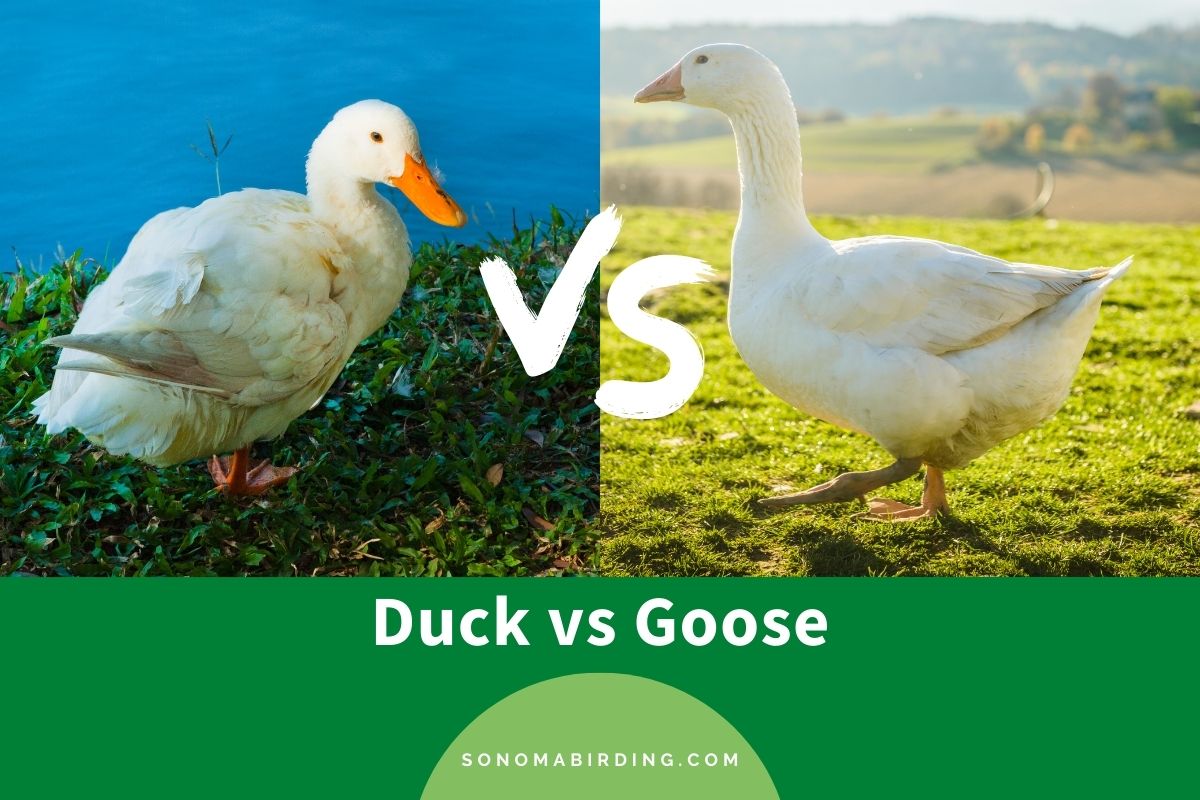 Ducks роли. Goose vs Duck. Goose Goose Duck роли. Goose Goose Duck цвета.