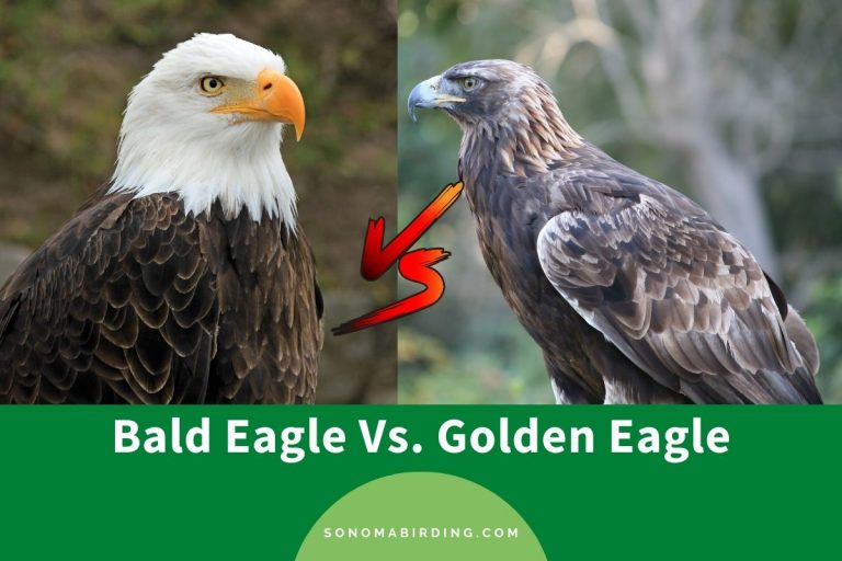 Bald Eagle Vs. Golden Eagle What’s The Difference? Sonoma Birding