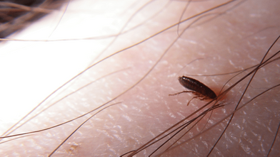 Bird Fleas