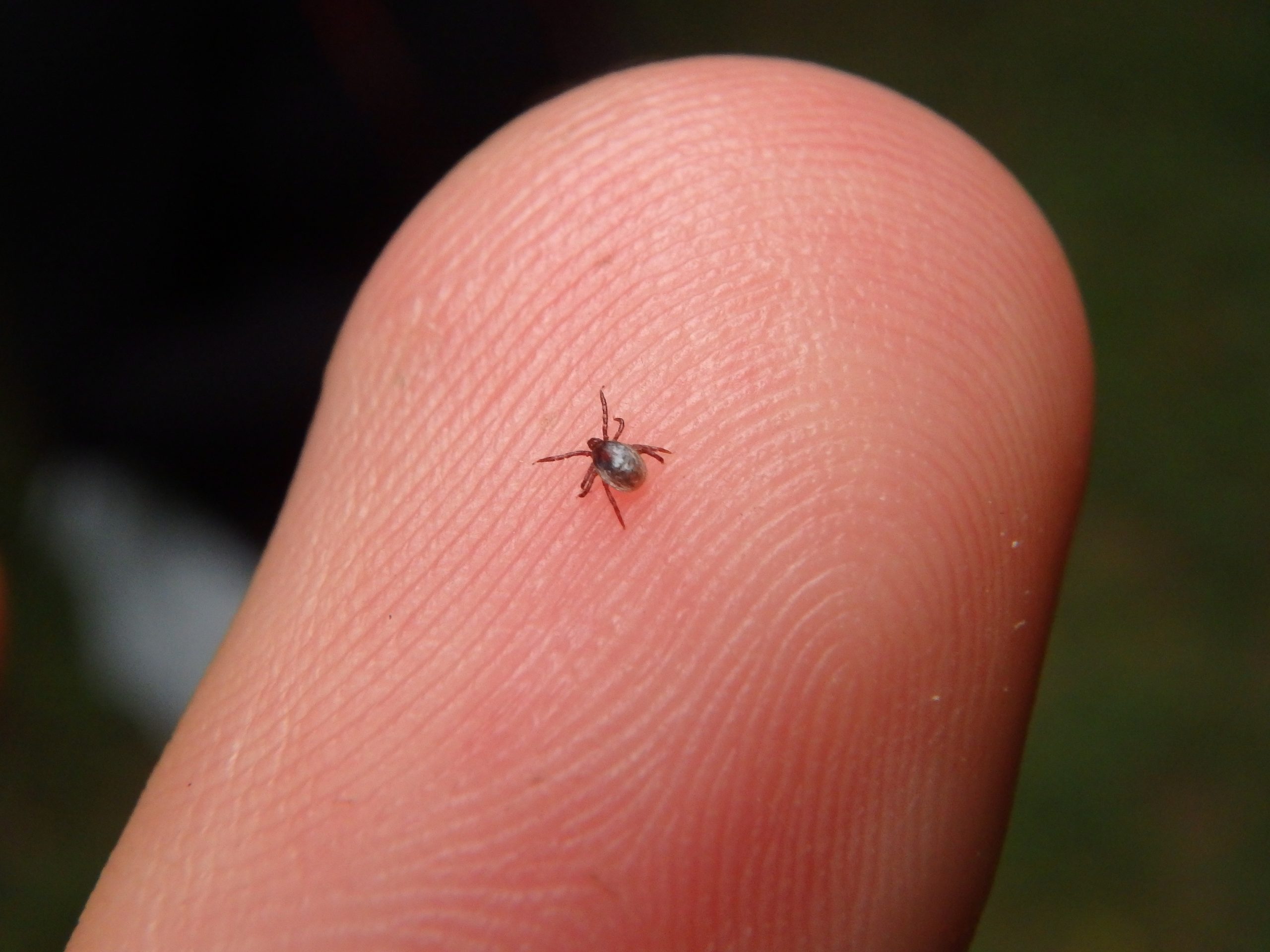 Bird flea
