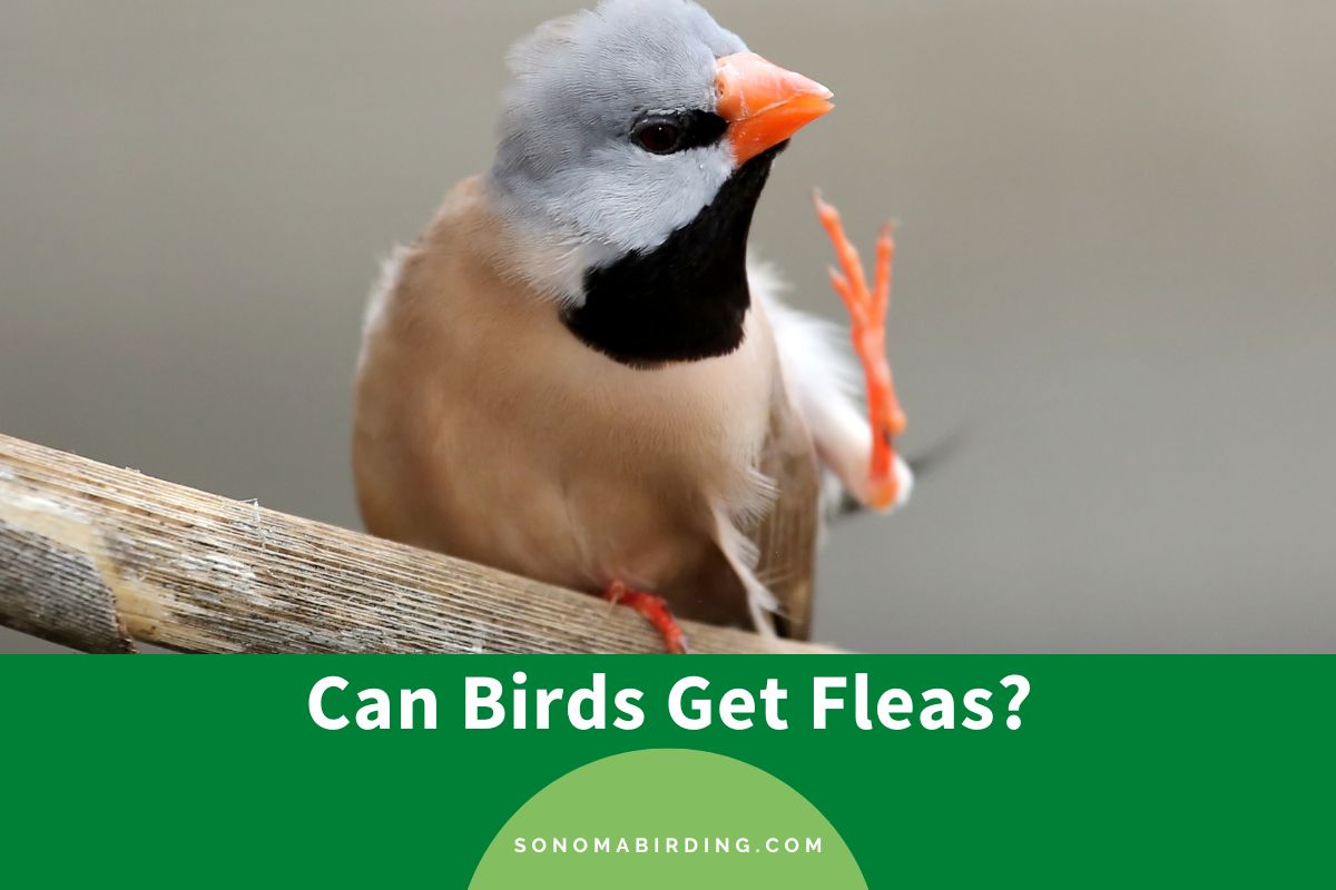 Can Birds Get Fleas
