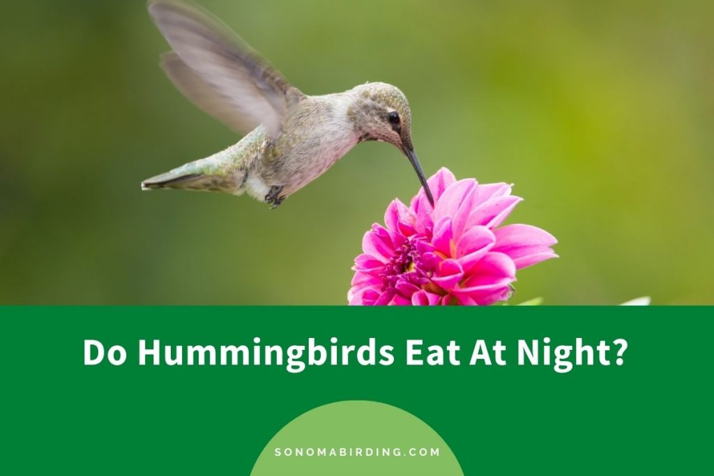 Do Hummingbirds Eat At Night? Sonoma Birding