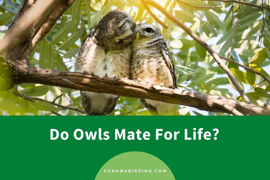 Do Owls Mate For Life? Sonoma Birding