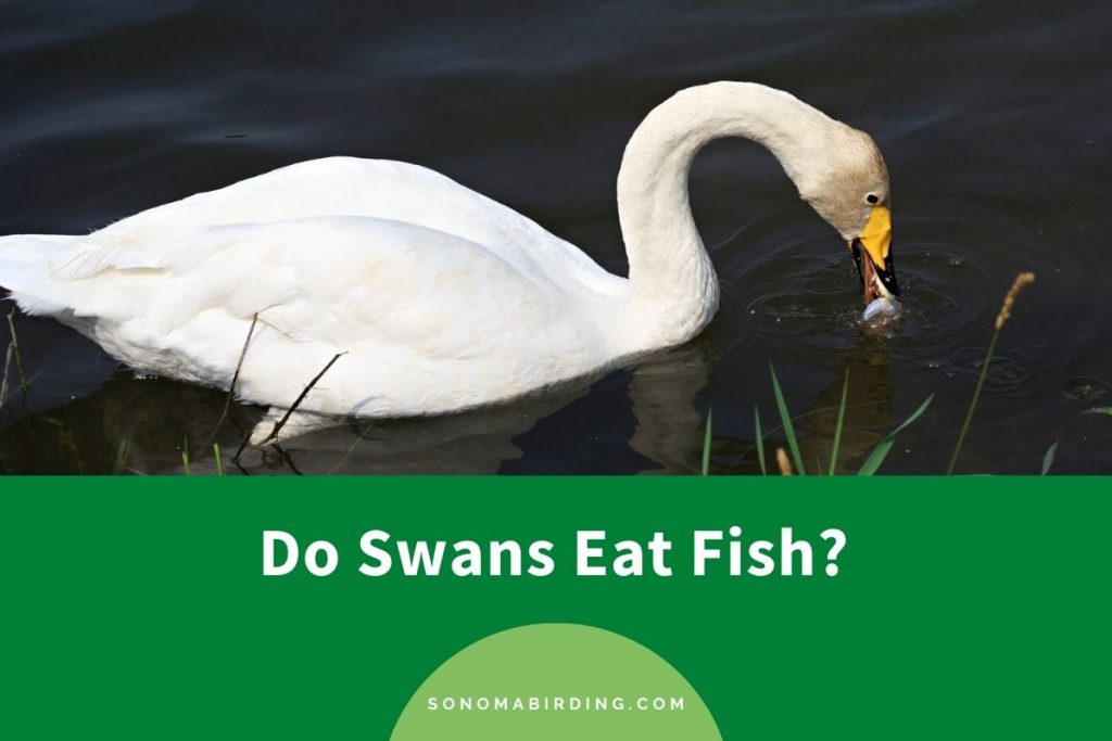 Do Swans Eat Fish? Sonoma Birding