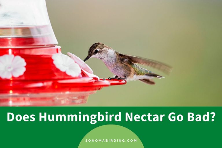 Does Hummingbird Nectar Go Bad? Sonoma Birding