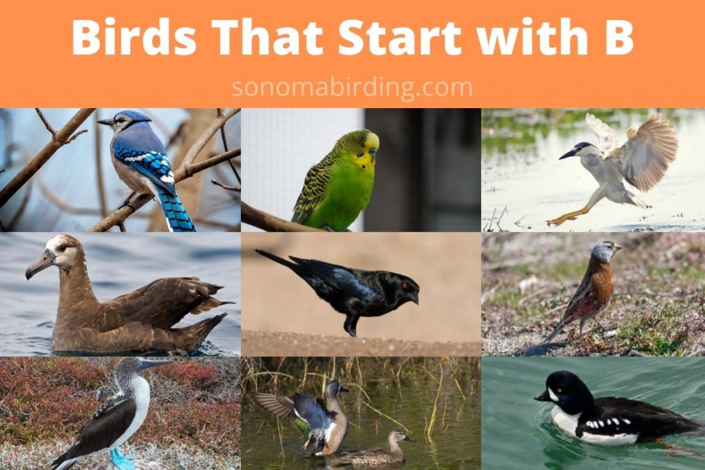 29 Birds That Start With B Sonoma Birding