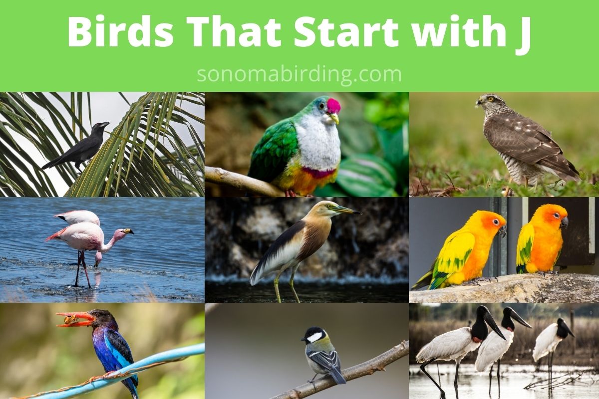 29 Birds That Start With J - Sonoma Birding