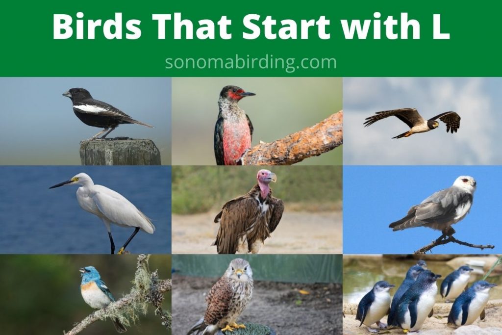 29 Birds That Start With L Sonoma Birding