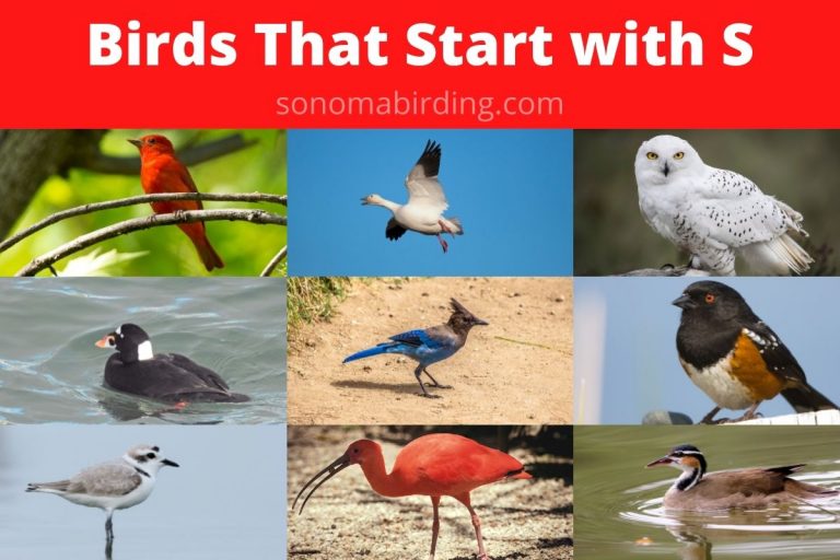 26 Birds that Start with S Sonoma Birding