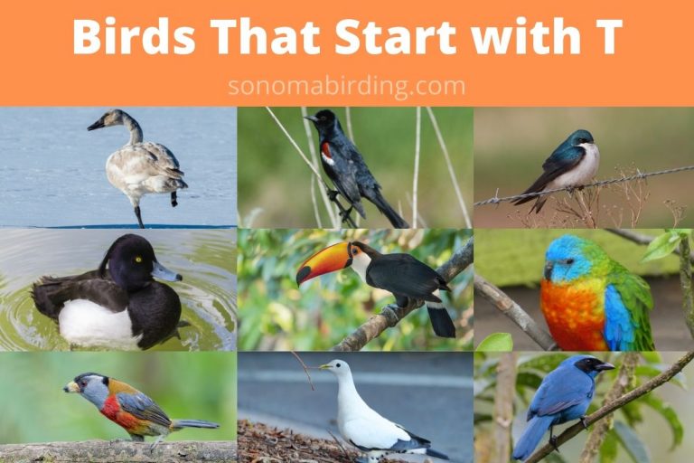 17 Birds That Start With T Sonoma Birding