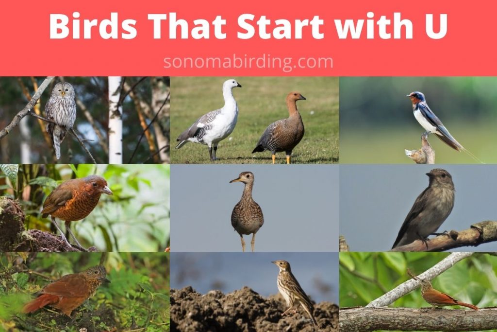 22 Birds That Start With U Sonoma Birding