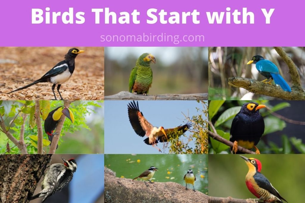 28 Birds That Start With Y Sonoma Birding