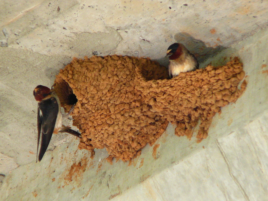 Barn Swallow Nest