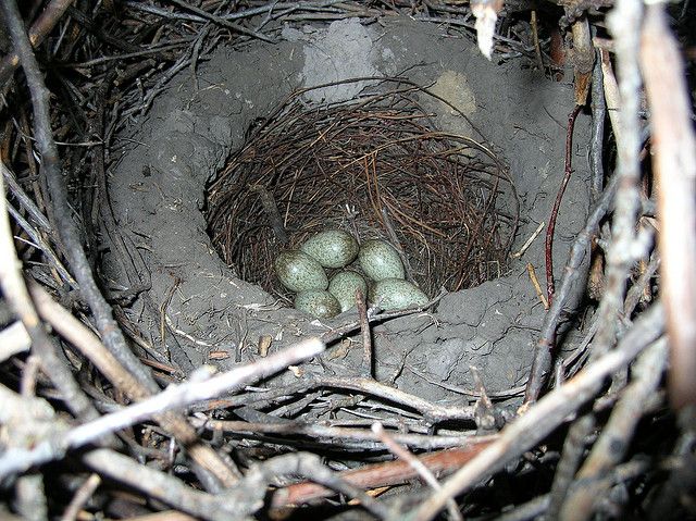 Black-billed Magpie Nest