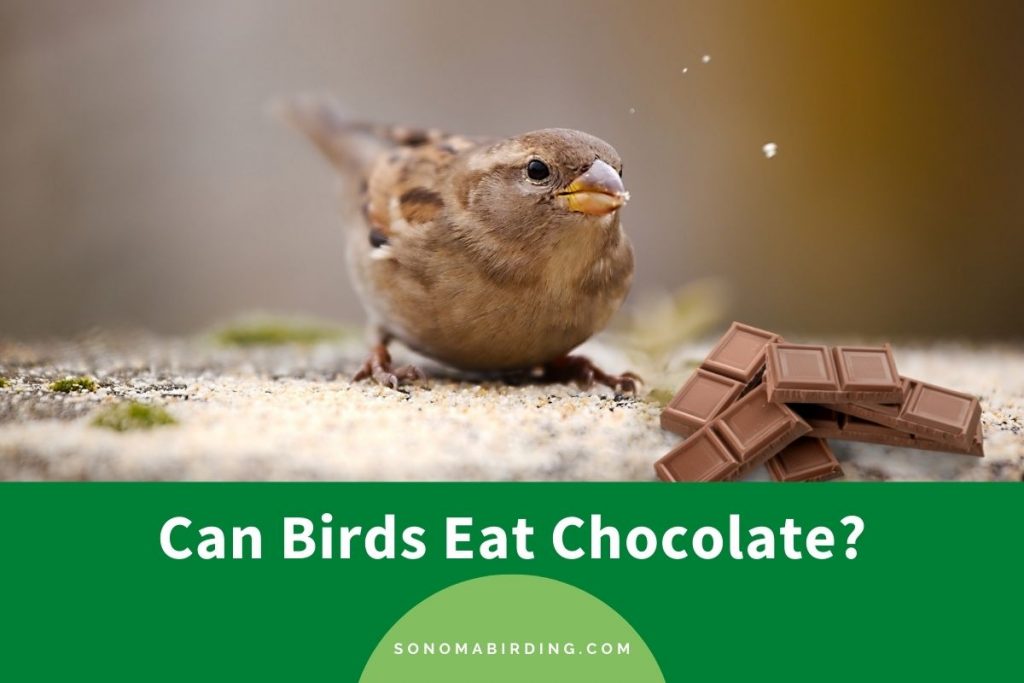Can Birds Eat Chocolate? (Safe or Toxic) Sonoma Birding