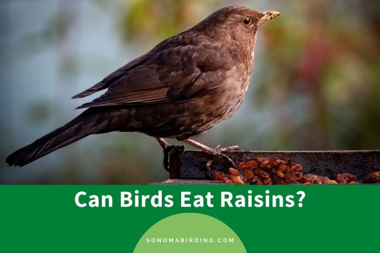 Can Birds Eat Raisins? (Is It Safe?) Sonoma Birding