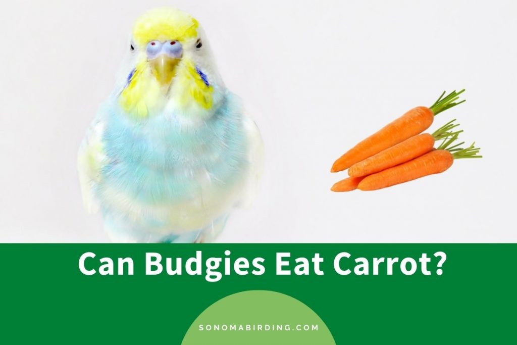Can Budgies Eat Carrot? (Nutrition, Benefits, Serving Tips) Sonoma