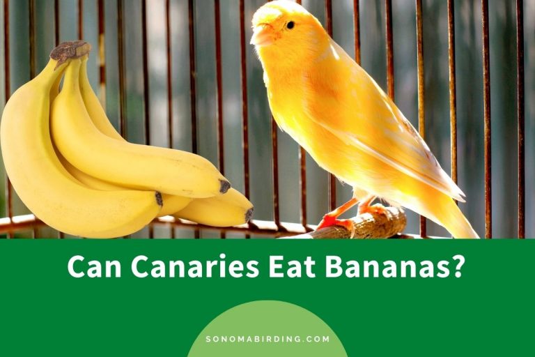 Can Canaries Eat Bananas? Sonoma Birding