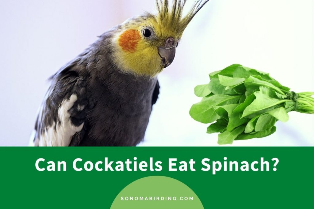 Can Cockatiels Eat Spinach? Sonoma Birding