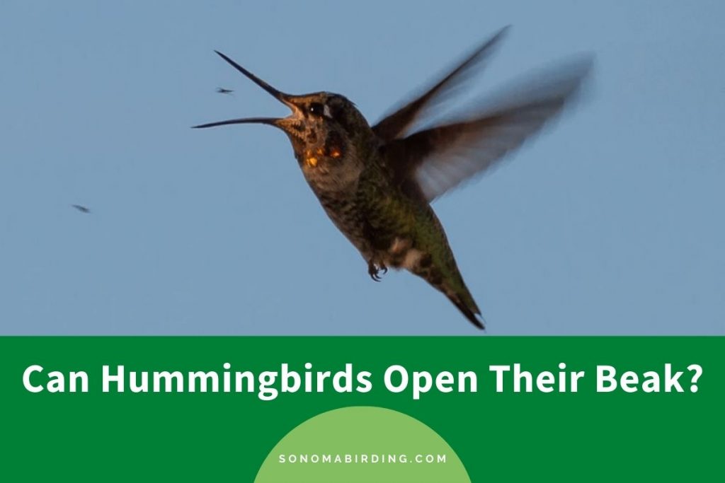 Can Hummingbirds Open Their Beak? Sonoma Birding