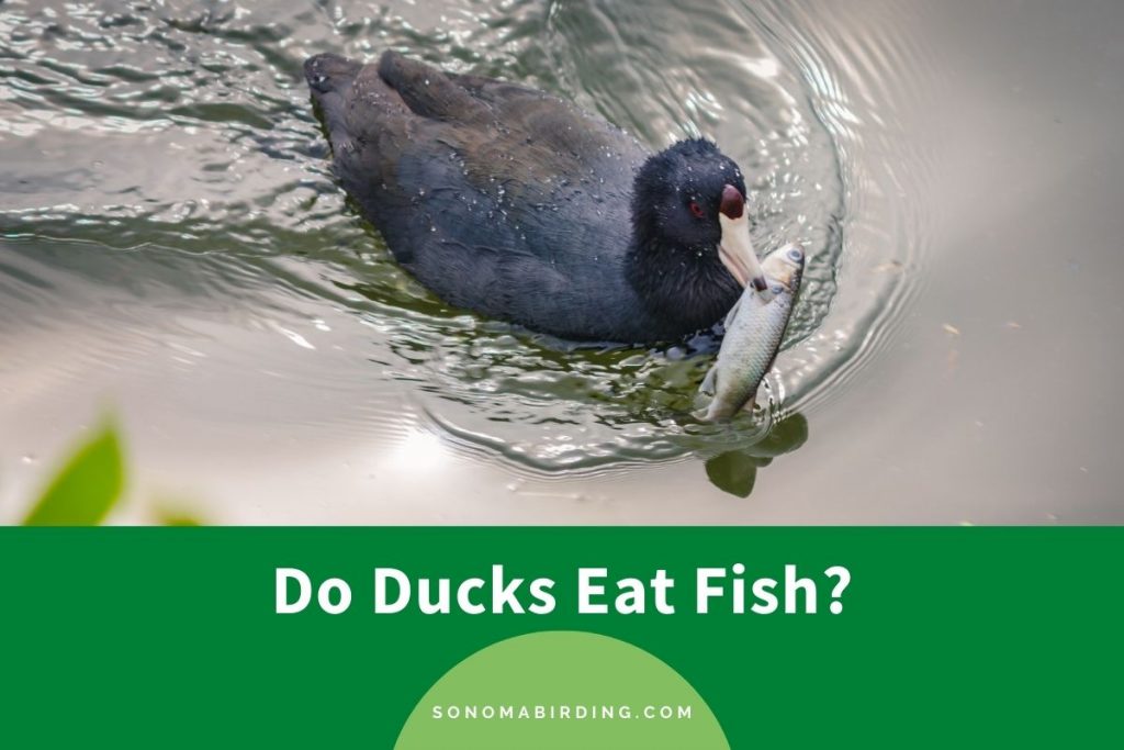 Do Ducks Really Eat Fish? Discover Their Surprising Diet!