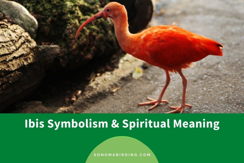 Ibis Symbolism and Meaning (Totem, Spirit, and Omens) Sonoma Birding