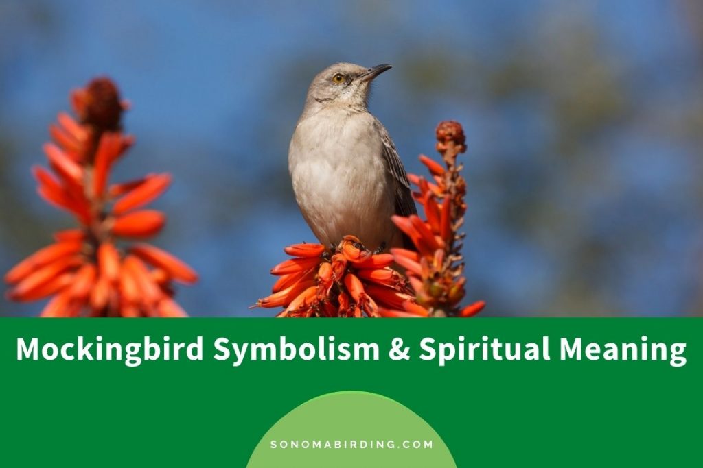 Mockingbird Symbolism and Meaning (Totem, Spirit, and Omens) Sonoma