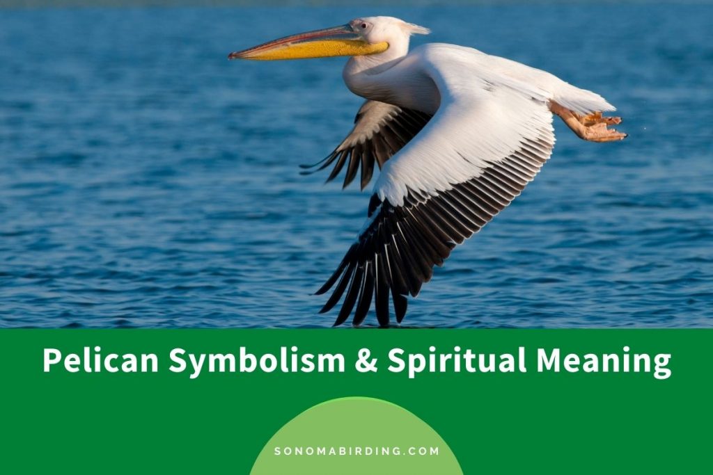 Pelican Symbolism and Meaning (Totem, Spirit, and Omen) Sonoma Birding