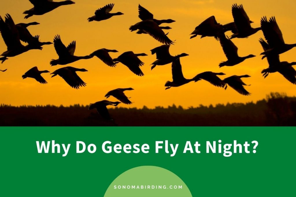 Why Do Geese Fly At Night? Sonoma Birding