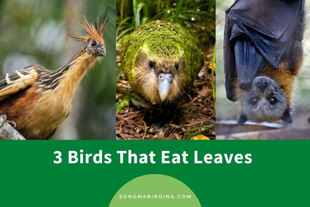 3 Birds That Eat Leaves Sonoma Birding