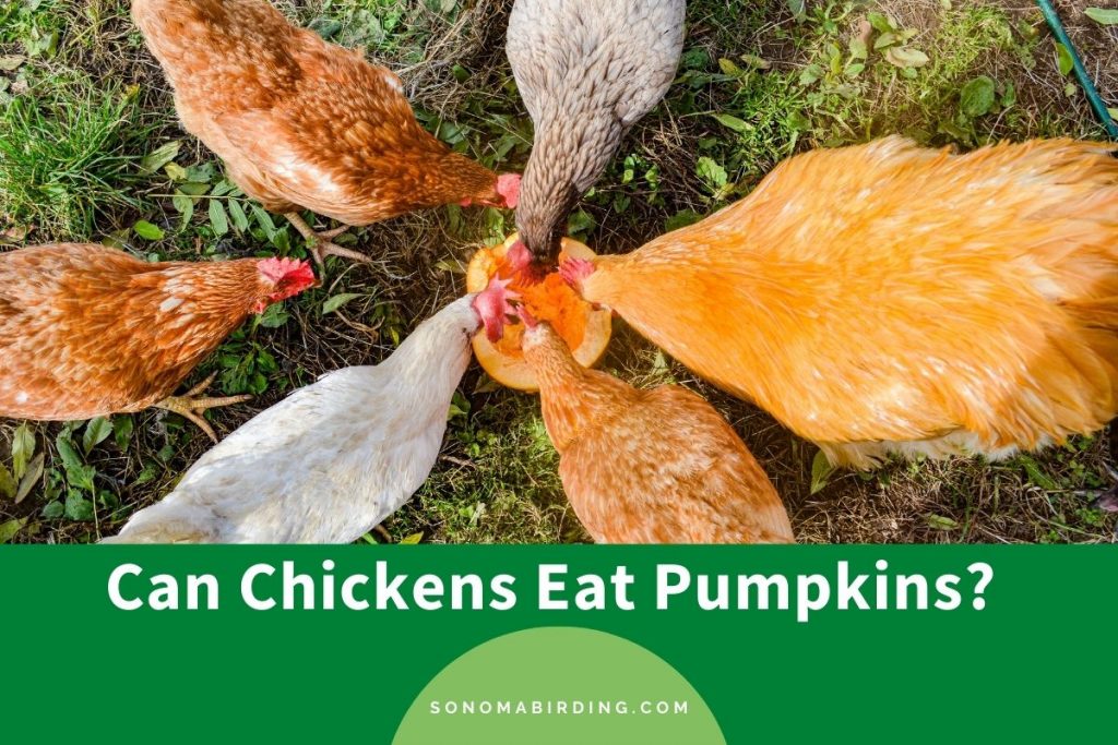 Can Chickens Eat Pumpkins? (Pumpkin guts, seeds, and skin) Sonoma Birding