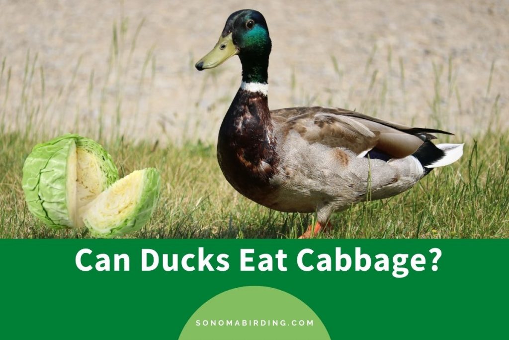 Can Ducks Eat Cabbage? What You Need to Know! Sonoma Birding