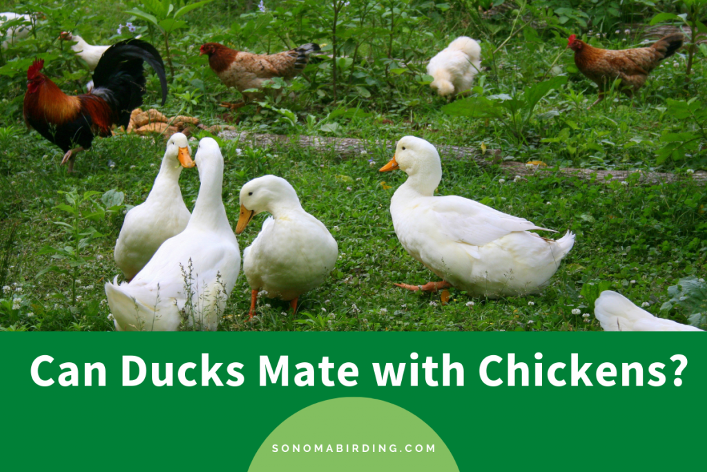 Can Ducks Mate with Chickens? Sonoma Birding