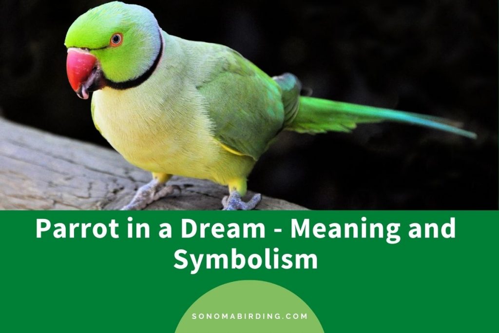 Parrot In Dream 30+ Scenarios and their Meanings Sonoma Birding