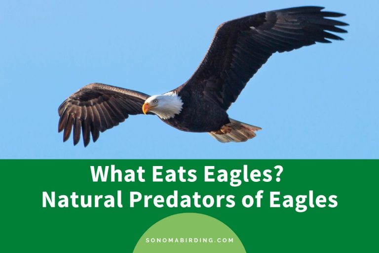 What Eats Eagles? Natural Predators of Eagles Sonoma Birding