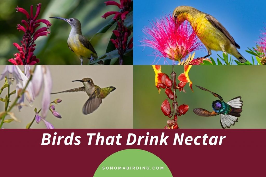 16 Birds That Drink Nectar Sonoma Birding