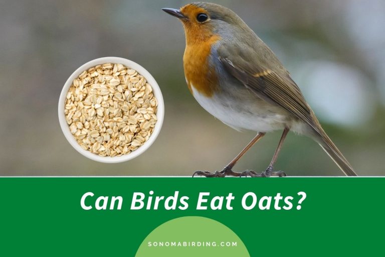 Can Birds Eat Oats? Sonoma Birding