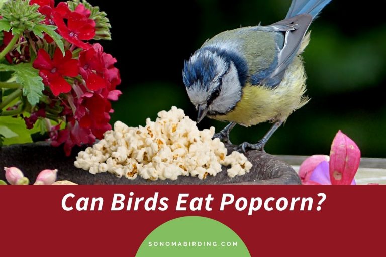 Can Birds Eat Popcorn? Sonoma Birding